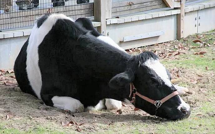 Эндометрит коров