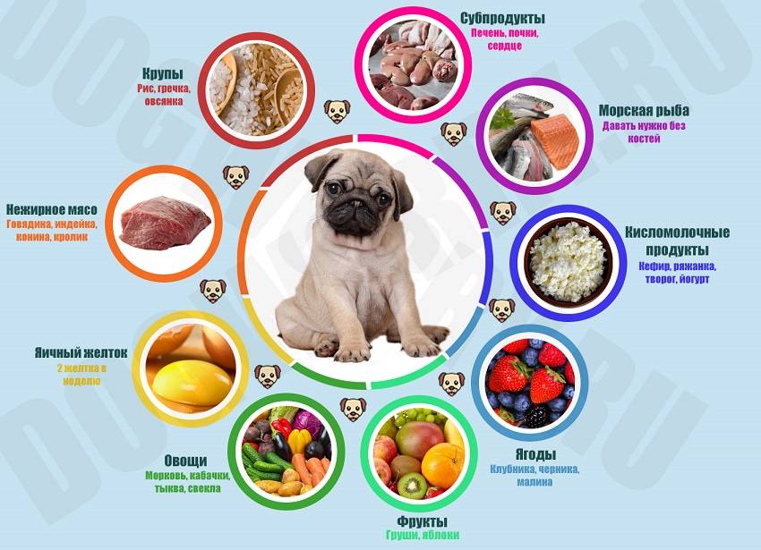 Диета При Аллергии У Собак Натуральной Пищи