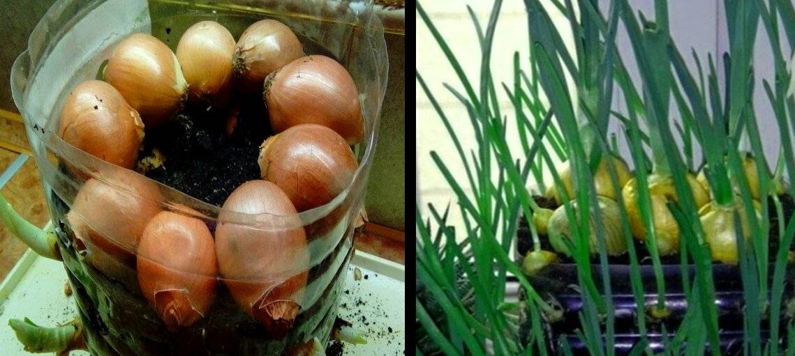Инструкция выращивания лука в бутылке пластиковой