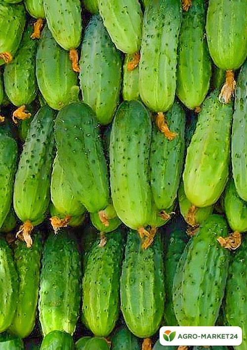 Огурец каскад: отзывы и описание сорта, фото семян, посадка и уход, характеристика куста