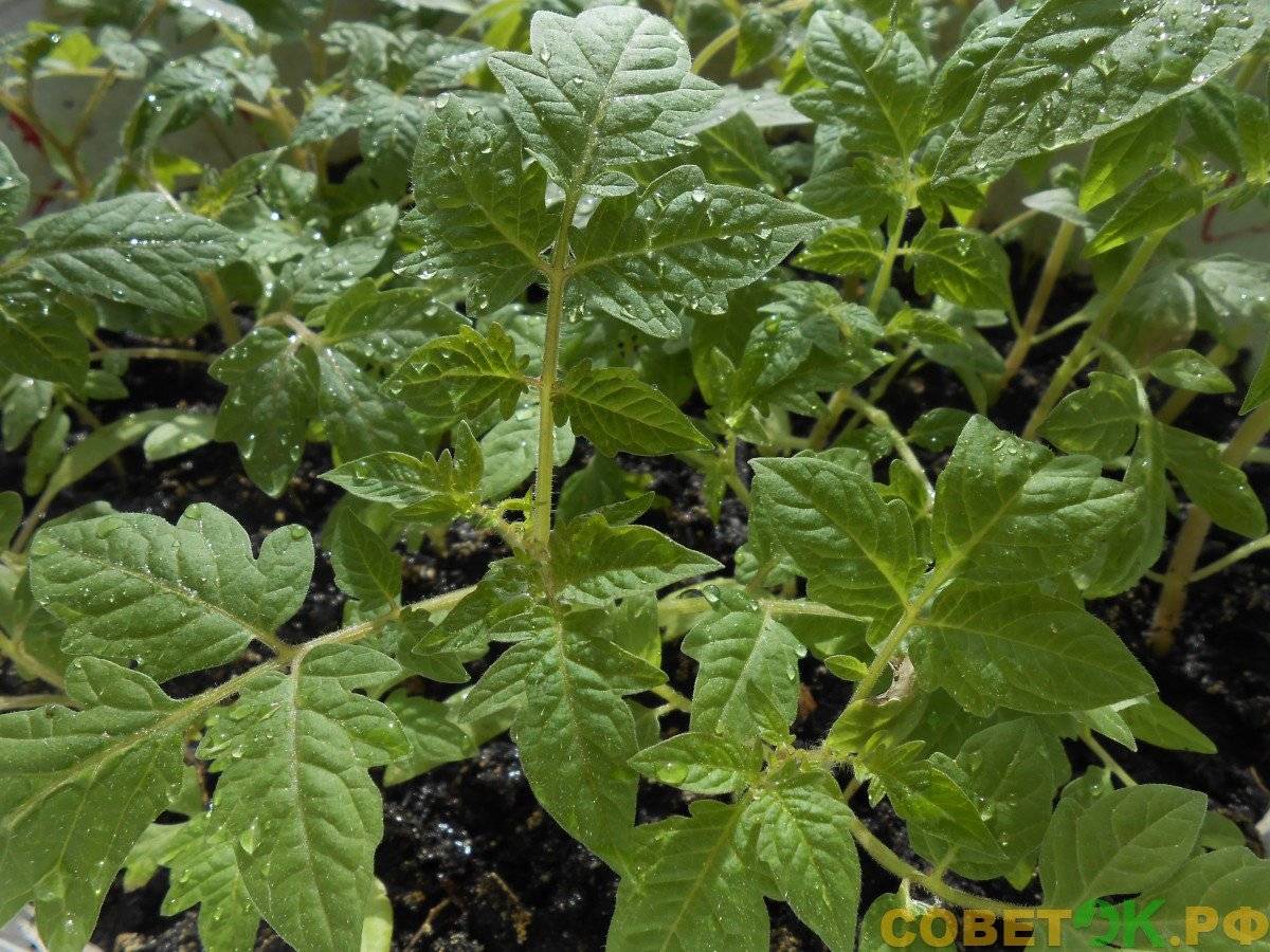 Суперфосфат: применение удобрения для рассады, томатов
