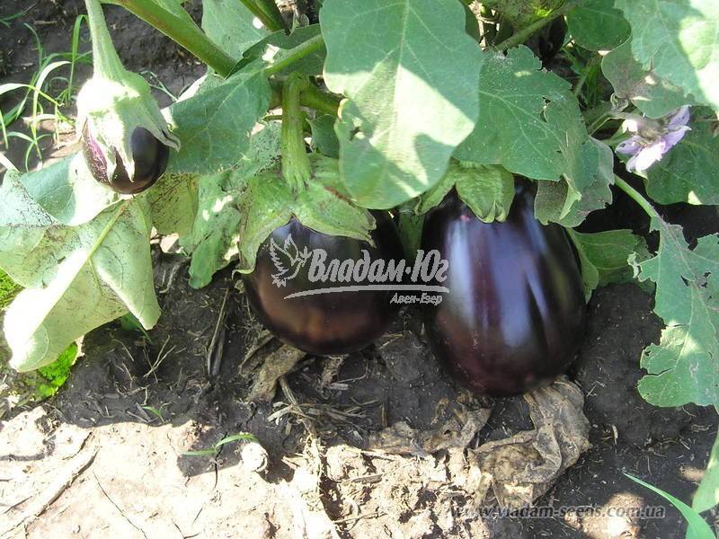 Круглые баклажаны: сорта с фото и описанием