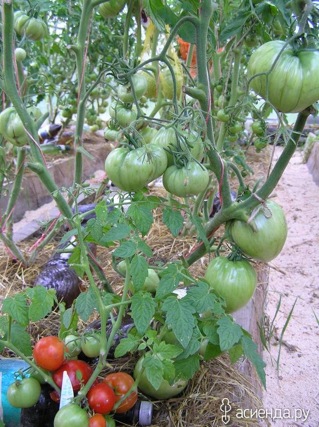 Томат бони мм: описание сорта, отзывы, фото, характеристика | tomatland.ru