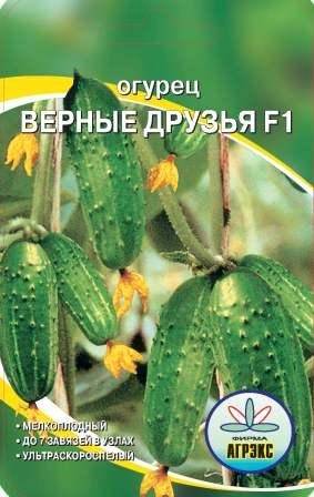 Описание сорта огурцов верные друзья, особенности выращивания и ухода