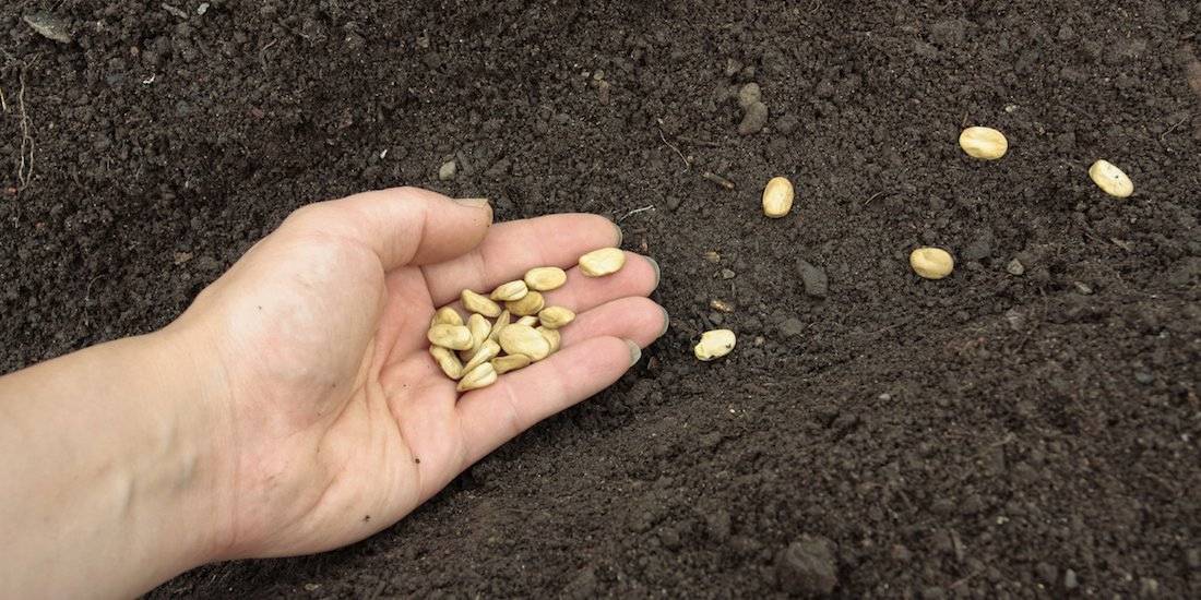 Когда лучше сажать тыкву в открытый грунт — сроки и глубина заделки семян