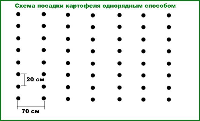 Посадка картофеля весной в открытый грунт: сроки, правила и рекомендации для получения богатого урожая