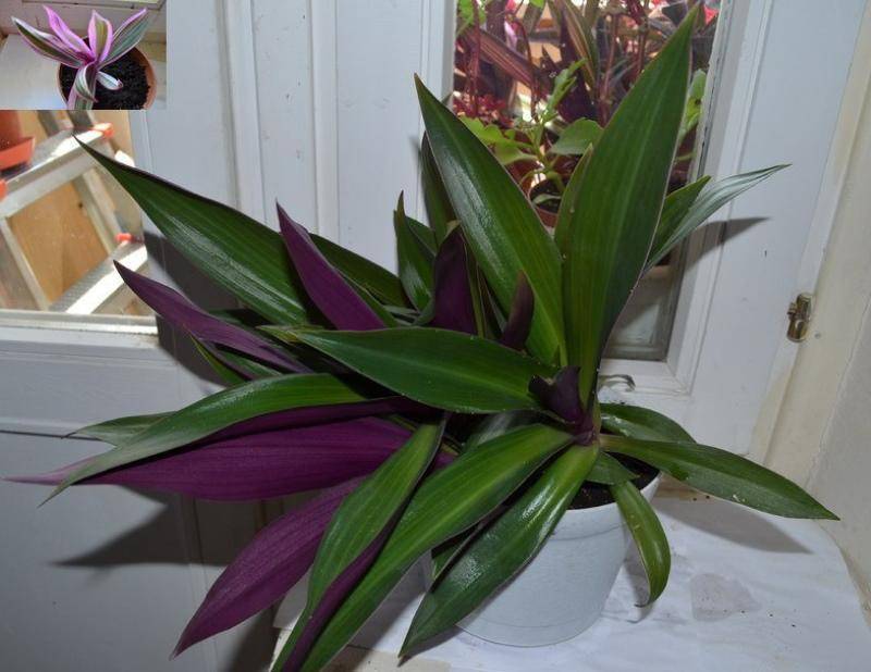 Традесканция (38 фото): уход за комнатным цветком в домашних условиях. как выглядят традесканция виргинская и традесканция разноцветная? описание других видов растения