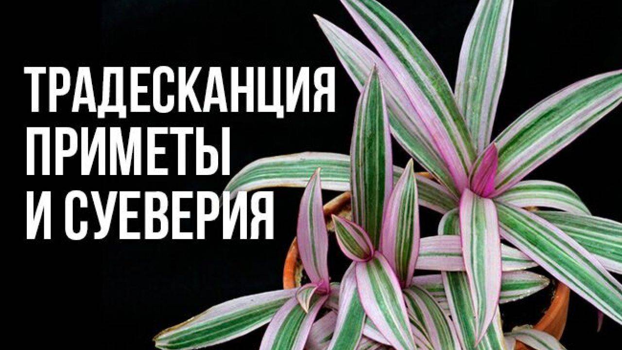 Приметы и суеверия о традесканции: можно ли держать в доме цветок