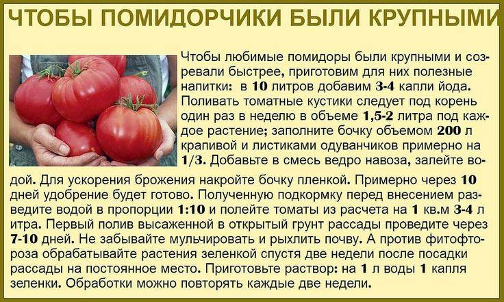 Пищевая сода для томатов: как опрыскивать, поливать