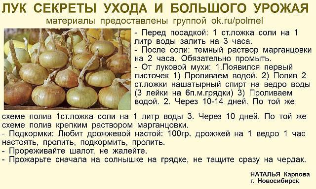 Как приготовить подкормку из дрожжей для расстений
