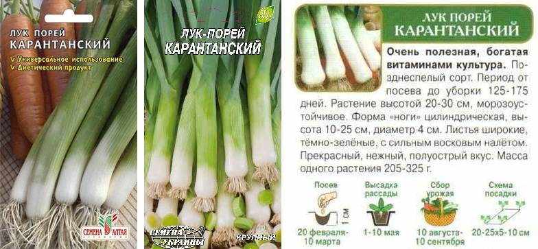 Лук-порей: выращивание и уход в открытом грунте, посадка на рассаду