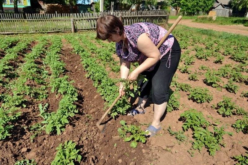 Когда и как окучивать картофель: сроки, правила, сколько раз проводить процедуру, основные способы окучивания