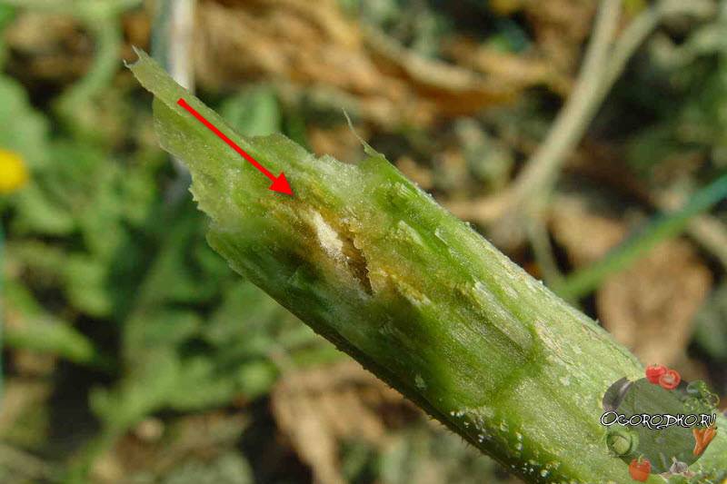 Увядания огурца - agroflora.ru