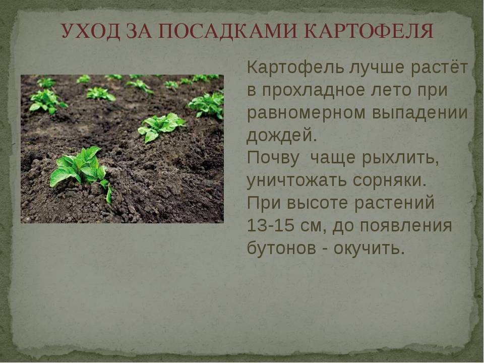 Через сколько дней после посадки всходит картофель