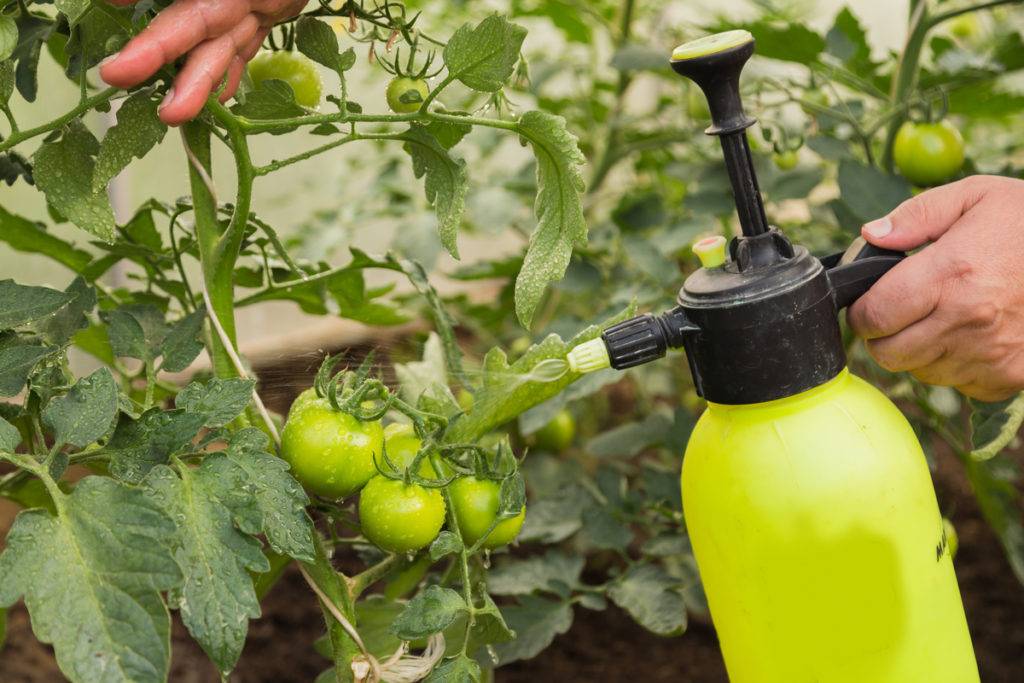 Трихопол для обработки помидоров от фитофторы: что это за средство, как развести и использовать, а также применение в целях профилактики для семян и рассады томатов и отзывы огородников