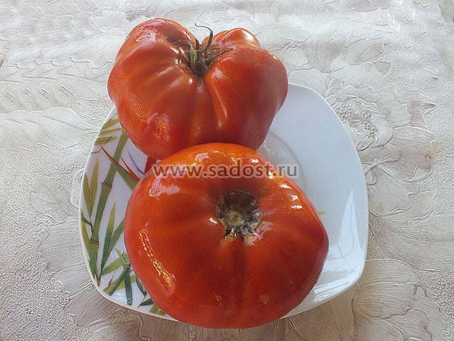Описание и характеристика томата уральский гигант, культивирование и выращивание сорта
