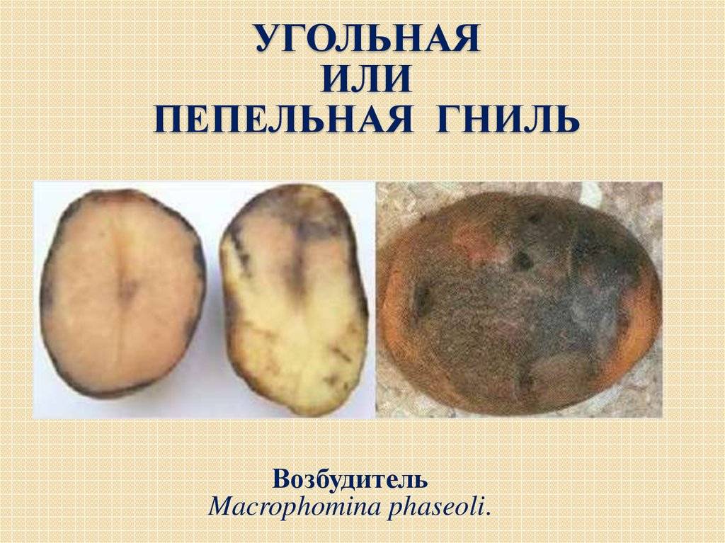 Болезни картофеля - описание, борьба и лечение