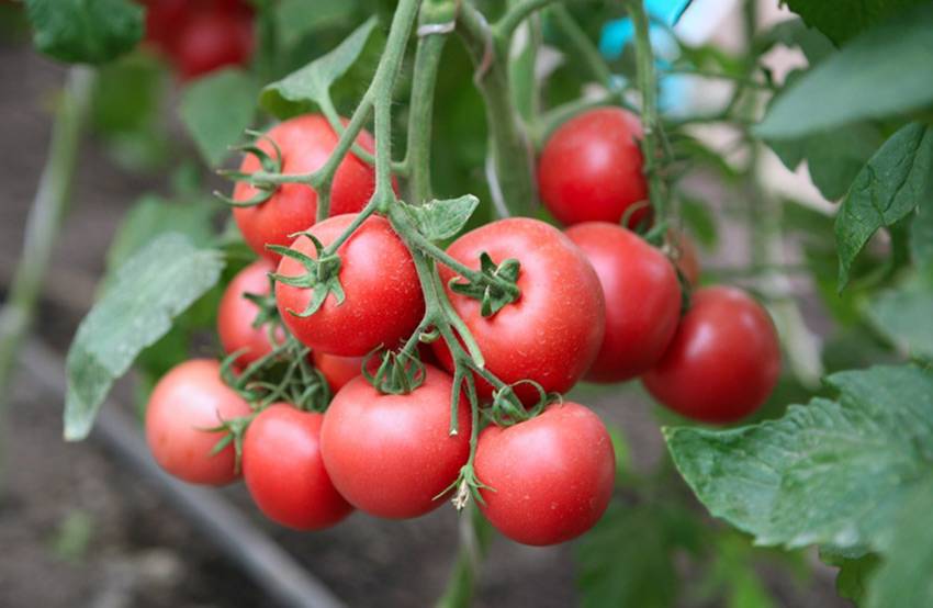 Довольно редкий гибрид для умелых садоводов —  томат розовый крупный f1: описание сорта