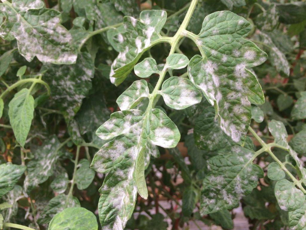 Белые пятна на листьях помидор: что это и как лечить