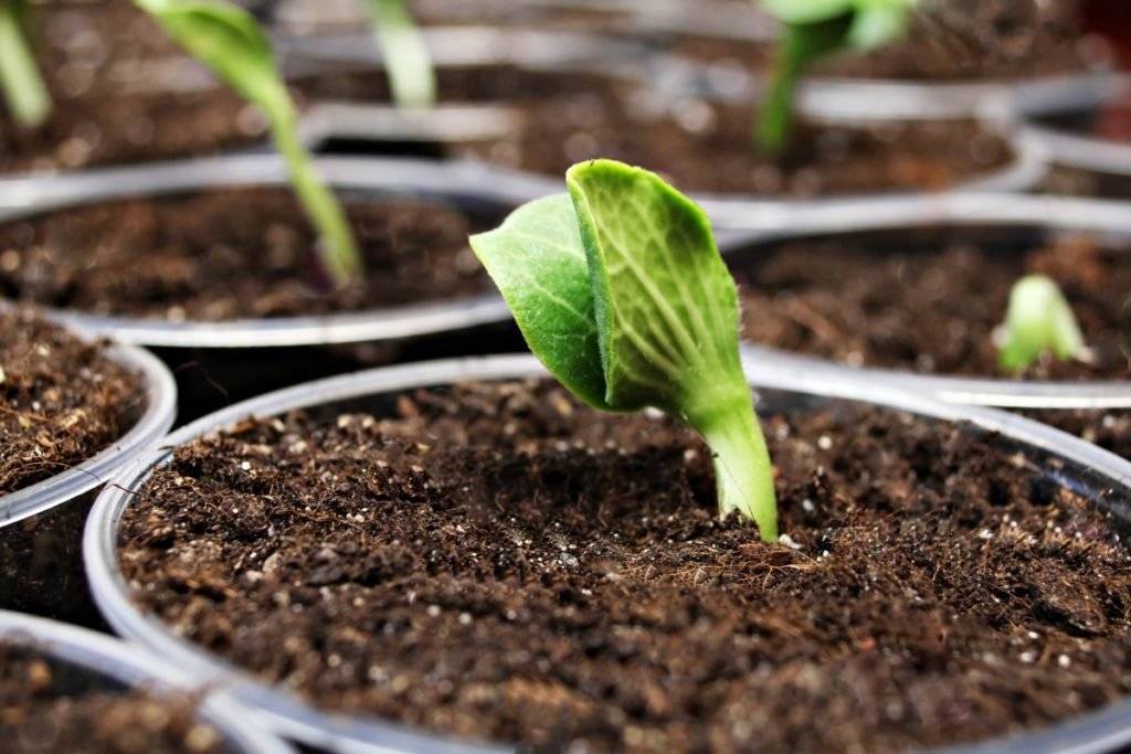 Советы по выращиванию тыквы: как вырастить тыкву из семян, как за ней ухаживать