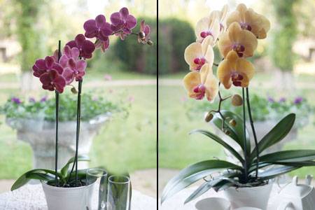 Уход за орхидеями во время цветения в домашних условиях: пересадка, полив