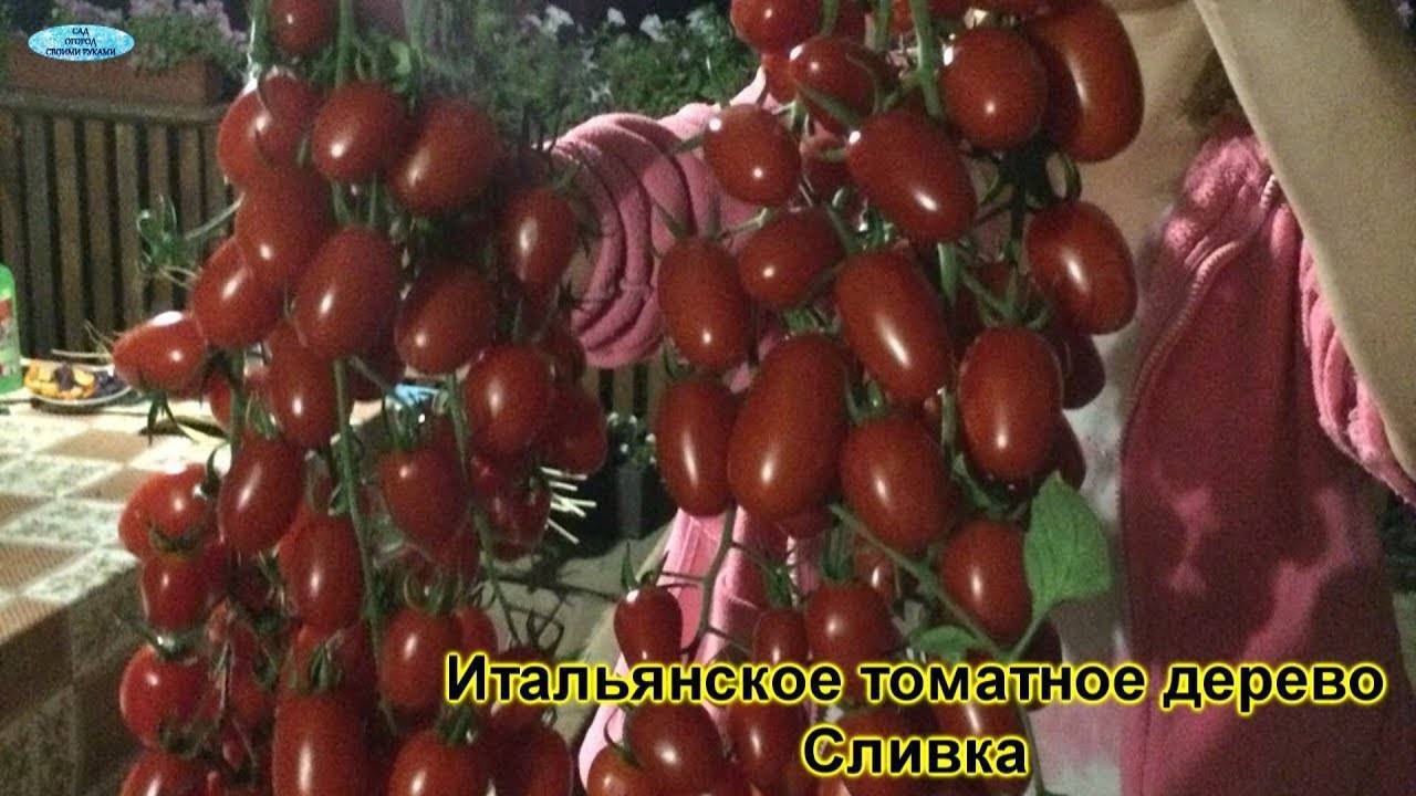 Помидоры спрут сливка: фото и описание сорта