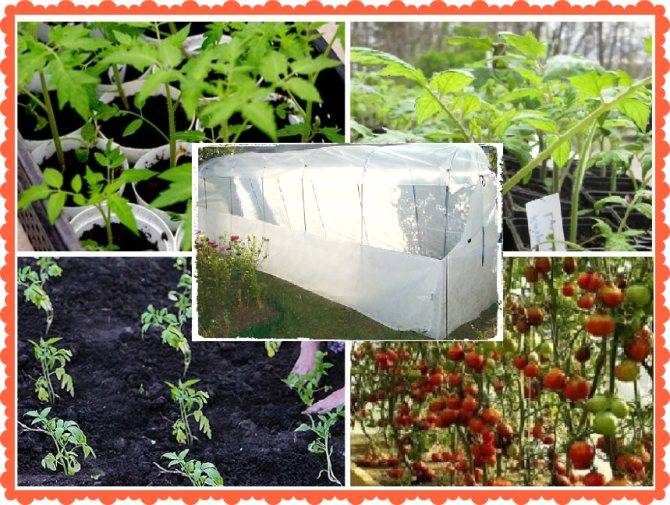 Как вырастить рассаду помидоров в теплице из поликарбоната или парнике: можно ли использовать неподготовленные семена томата и в какой срок их сеять? русский фермер