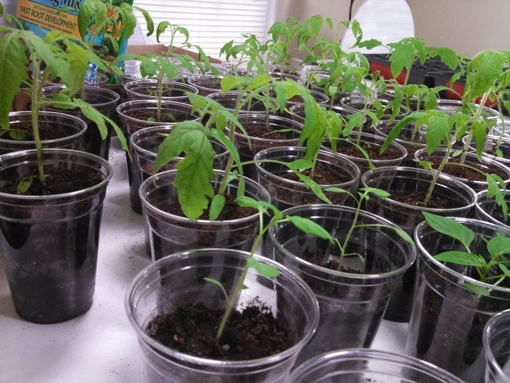 Как посадить помидоры в теплицу из поликарбоната правильно. уход