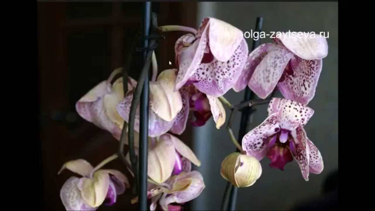 Проблема: у орхидеи сохнут листья