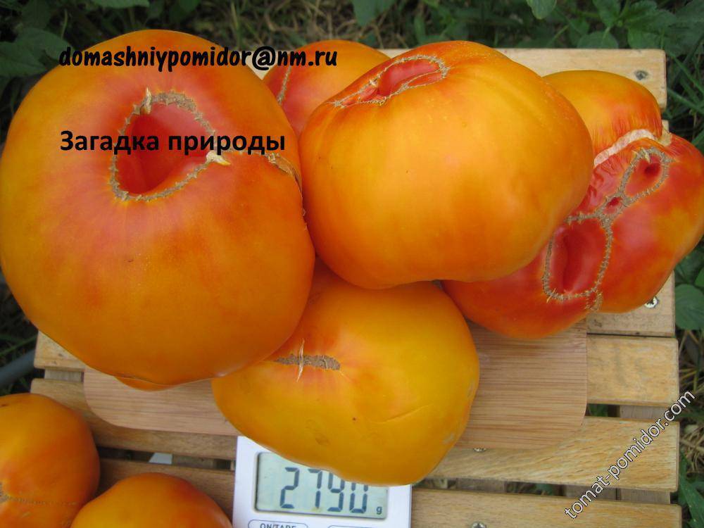 Описание и характеристика томатов сорта киевлянка