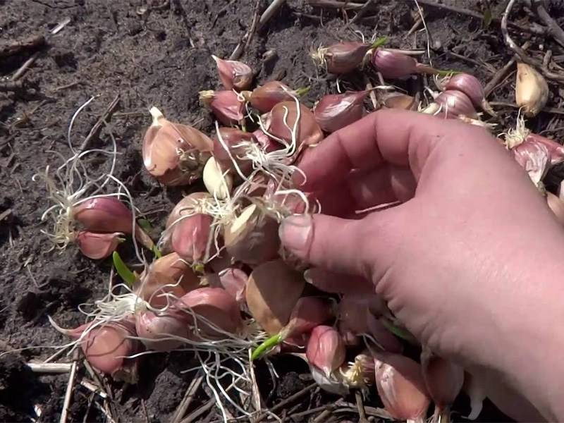 Посадка ярового чеснока весной в открытый грунт: когда и как сажать, сроки, правила выращивания, уход до сбора урожая