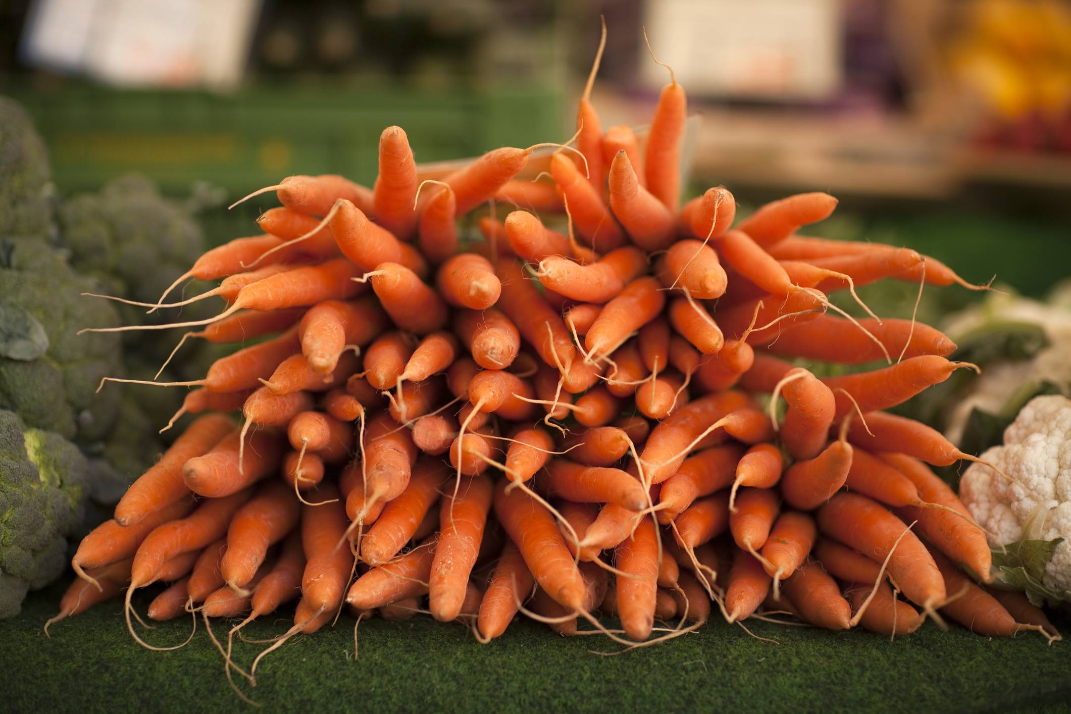 морковь лагуна описание сорта фото
