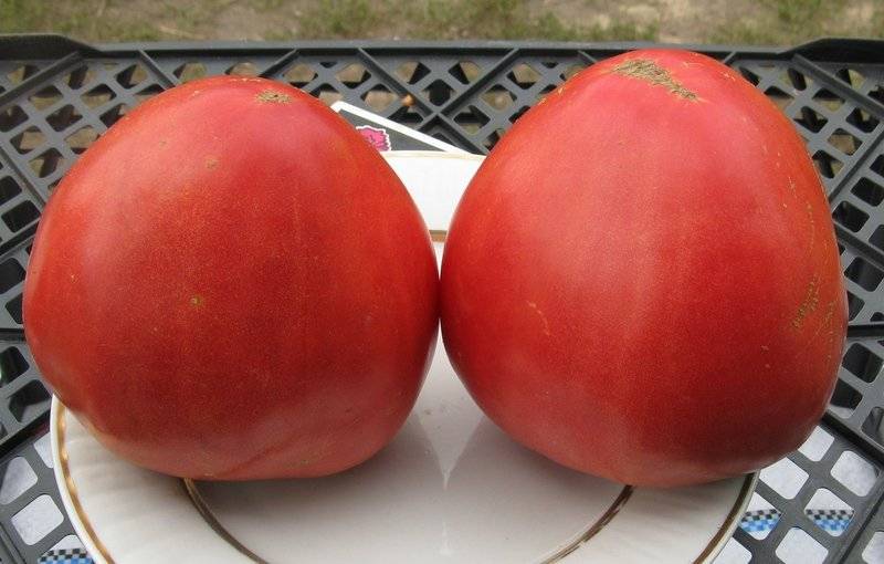 Какие особенности агротехники у сорта томатов "лентяйка"