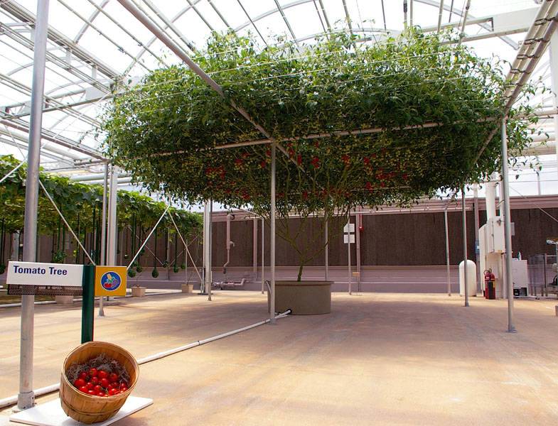 помидорное дерево: описание, лучшие сорта с фото + технология выращивания в открытом грунте, теплице и в домашних условиях