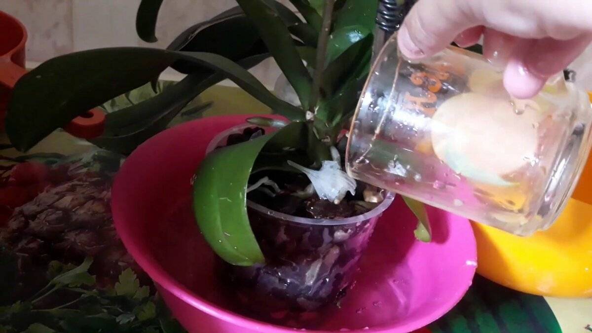 Чеснок - настоящее спасение для орхидей!