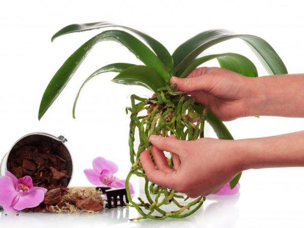 Желтеют листья у орхидеи - почему и что делать в этой ситуации?