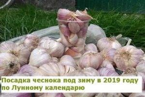 Когда сажать чеснок под зиму в 2019 году, чтобы он был крупным поможет узнать лунный календарь
