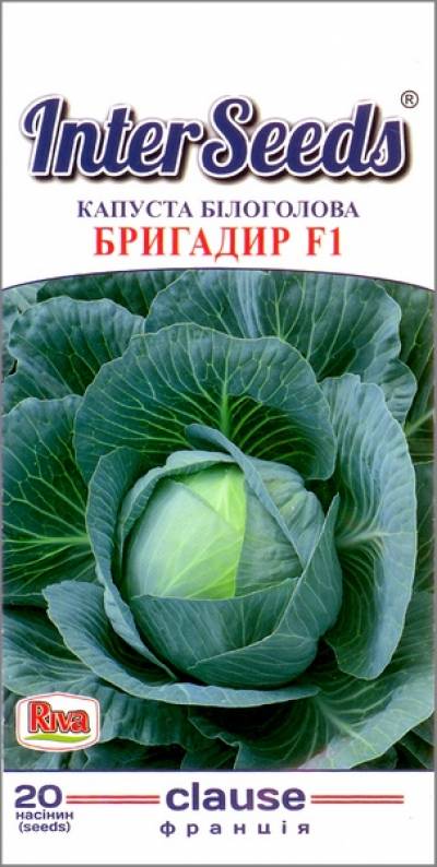 Капуста бригадир f1: особенности и характеристика сорта, выращивание и уход