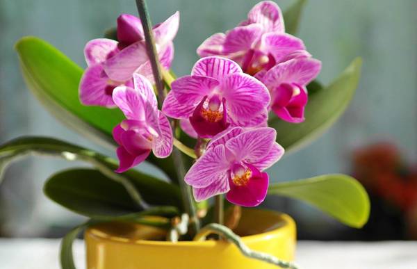 Уход и удобрение орхидей: все основные правила, рекомендации, защита цветка
