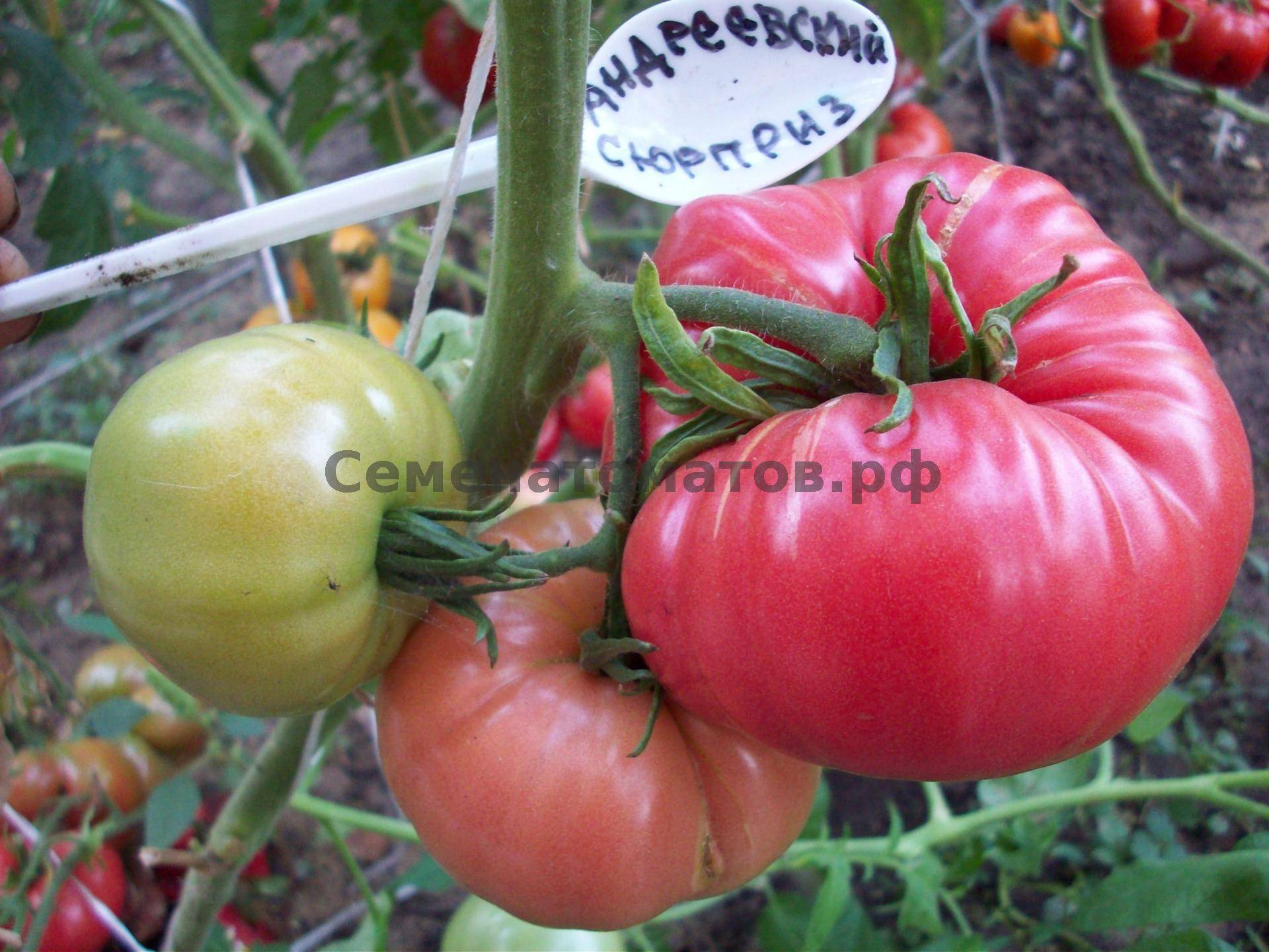 Томат бабушкин сюрприз: описание и характеристики сорта, отзывы об урожайности помидоров и фото