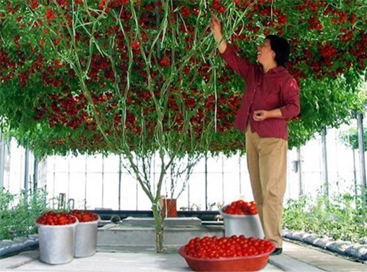 помидорное дерево (спрут): как вырастить дома, в открытом грунте