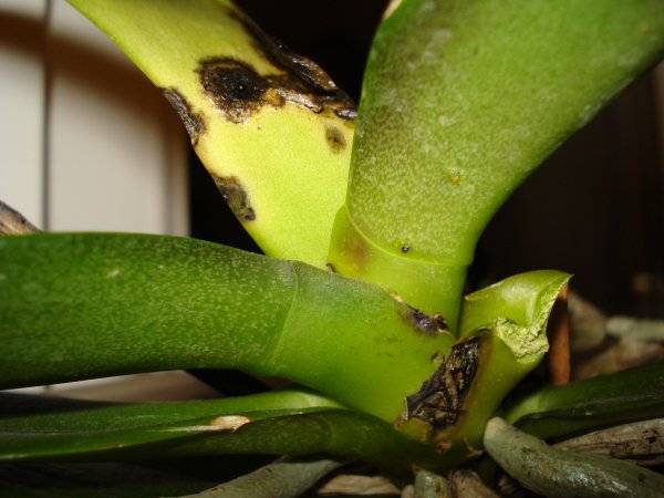 Нематоды на орхидеях: первые признаки вредителей и как с ними бороться. советы для начинающих цветоводов.