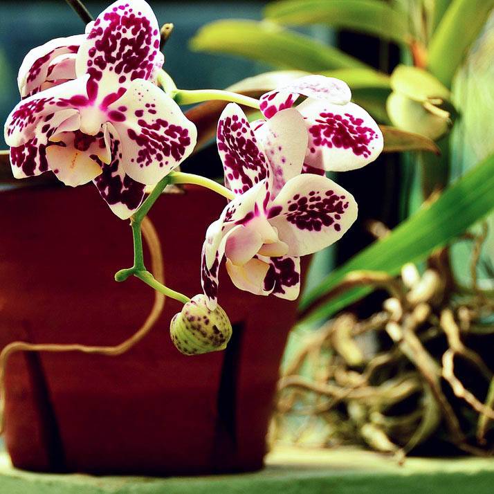 Грунт для орхидей фаленопсис: какой субстрат нужен, его состав и приготовление своими руками, оцениваем, что лучше