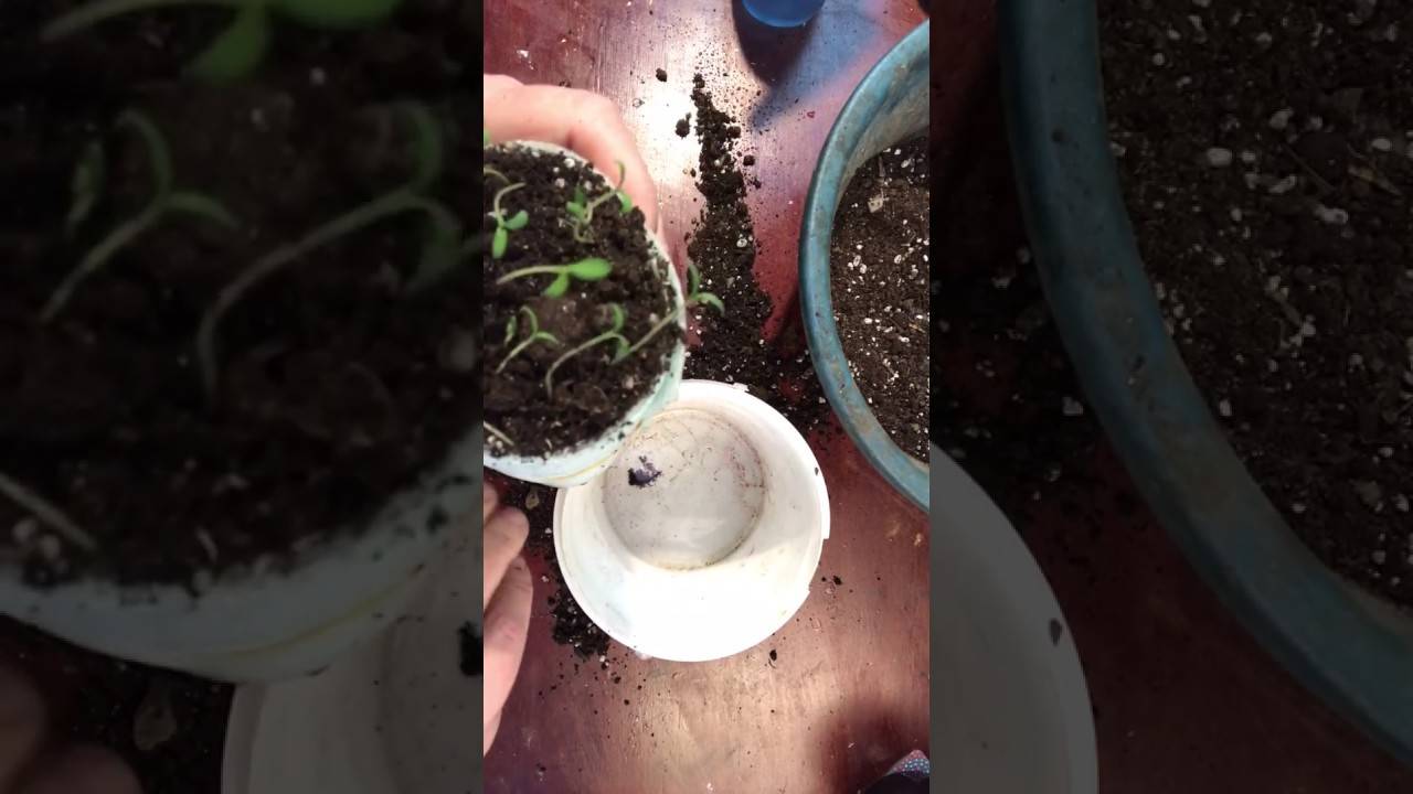 Посадка томатов в улитку на рассаду: как посадить