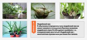 Индийский лук: лечебные свойства и применение