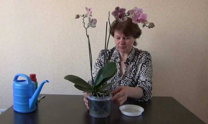 Выбираем удобрения для орхидей – лучшие магазинные и народные средства