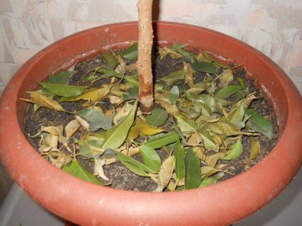 Выращивание фикуса кинки: как посадить, ухаживать, удобрять, размножать