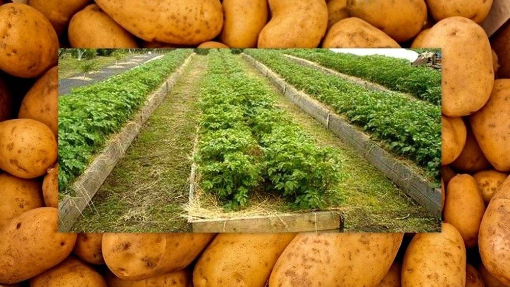 А давайте посадим картофель на узких грядах и посмотри результат!
