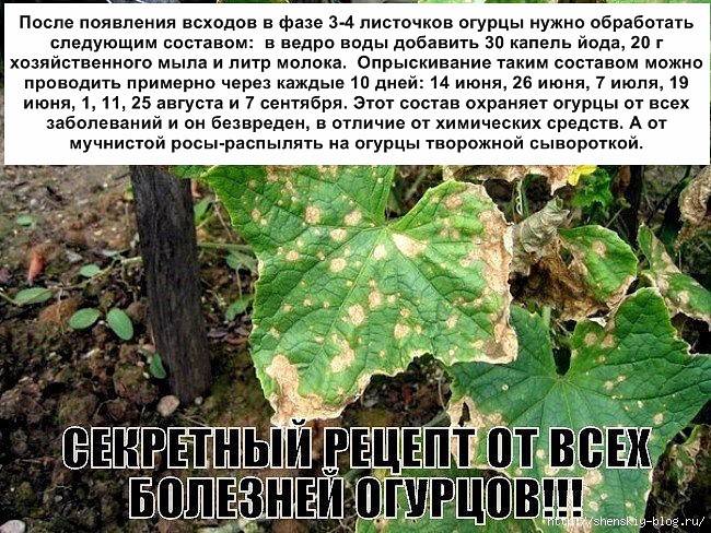 Обработка огурцов марганцовкой: польза, полив, опрыскивание и подкормка – сад и огород своими руками