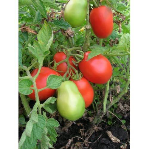 Компактный томат повышенной продуктивности, описание засолочного чуда